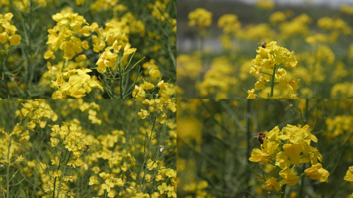 4K实拍蜜蜂在油菜花采蜜特写花蕊