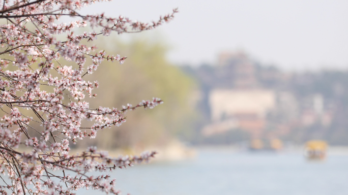 颐和园春天，桃花，古建筑，花朵