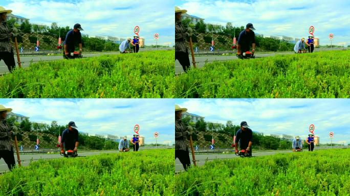 绿化工人在道路两旁修剪绿化带