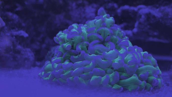蓝色海底 珊瑚 飘动 海景