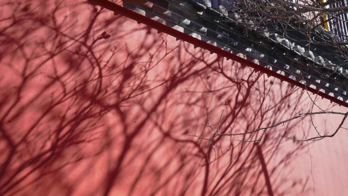 4K光影延时-故宫红墙上的树影斑驳-唯美