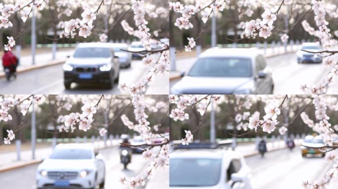 4K高清实拍桃花朵朵开城市花开