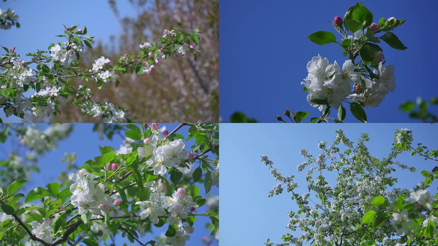 梨花素材