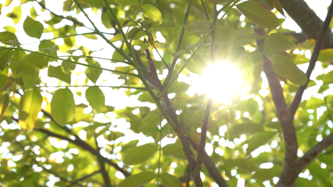 初春阳光核桃树