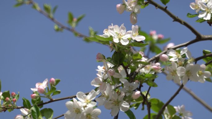 4K实拍春天风吹苹果花朵蜜蜂采蜜11组