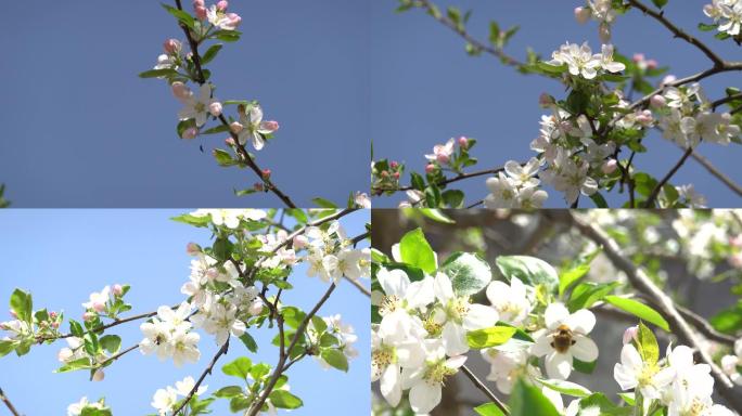 4K实拍春天风吹苹果花朵蜜蜂采蜜11组