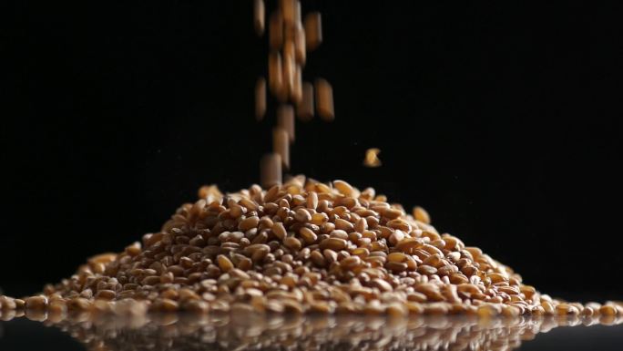 粮食谷物大米高粱小麦酿酒酿酒原料生产