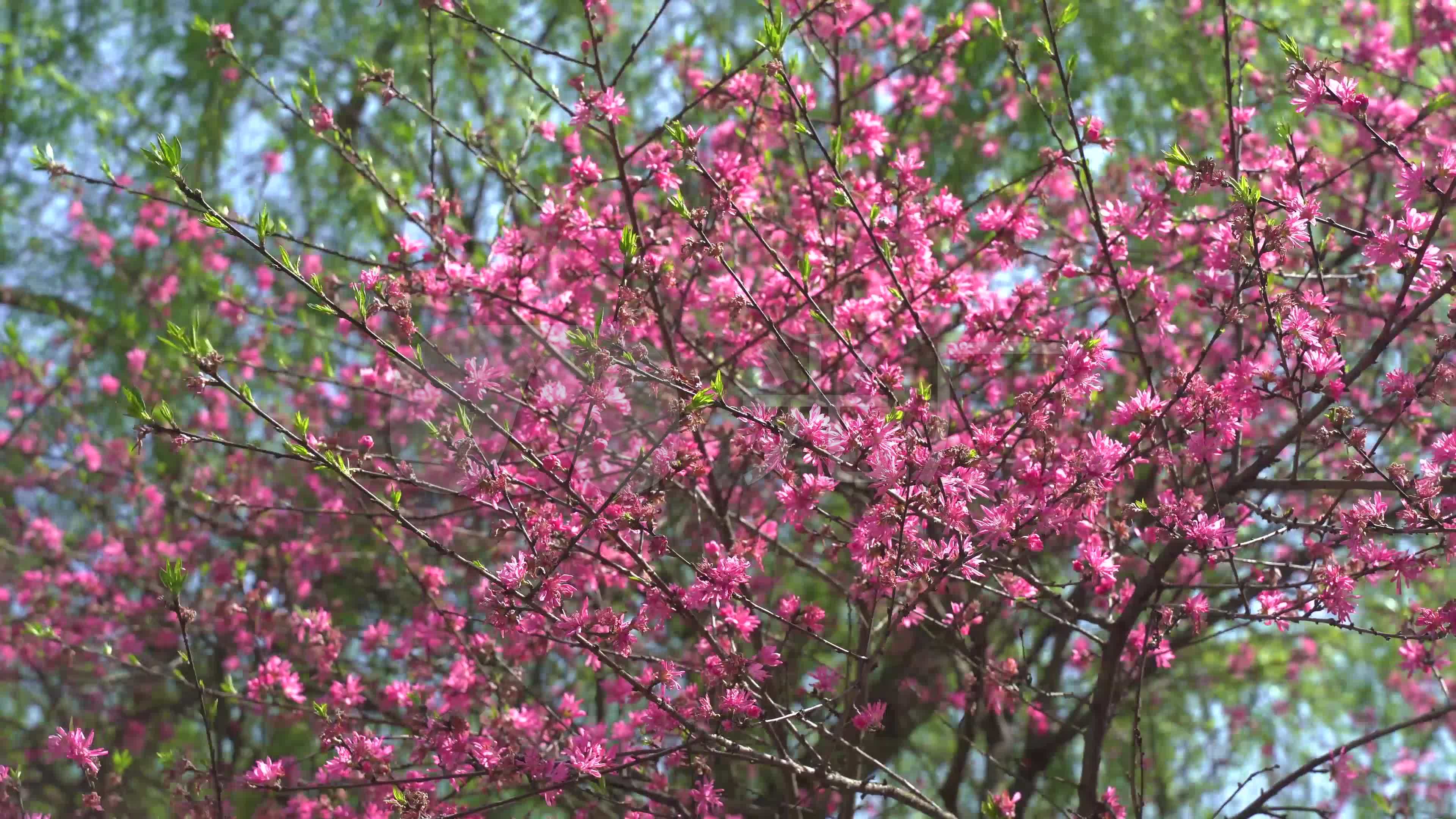 桃花源风景名胜区,常德桃花源旅游攻略 - 伤感说说吧