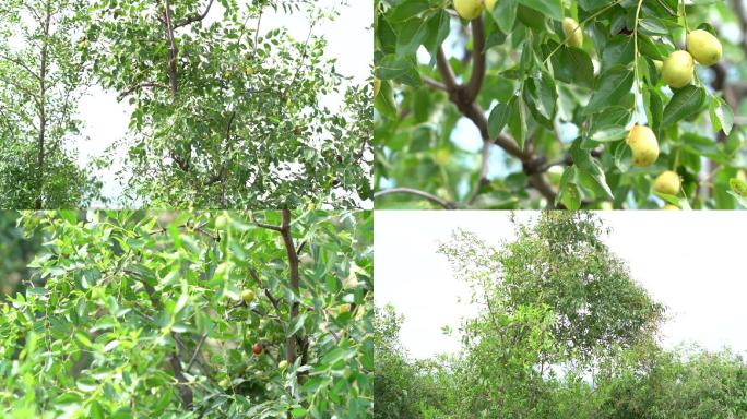 野生酸枣种植酸枣仁