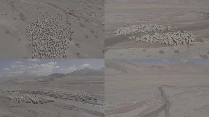 可可西里羊群4K航拍