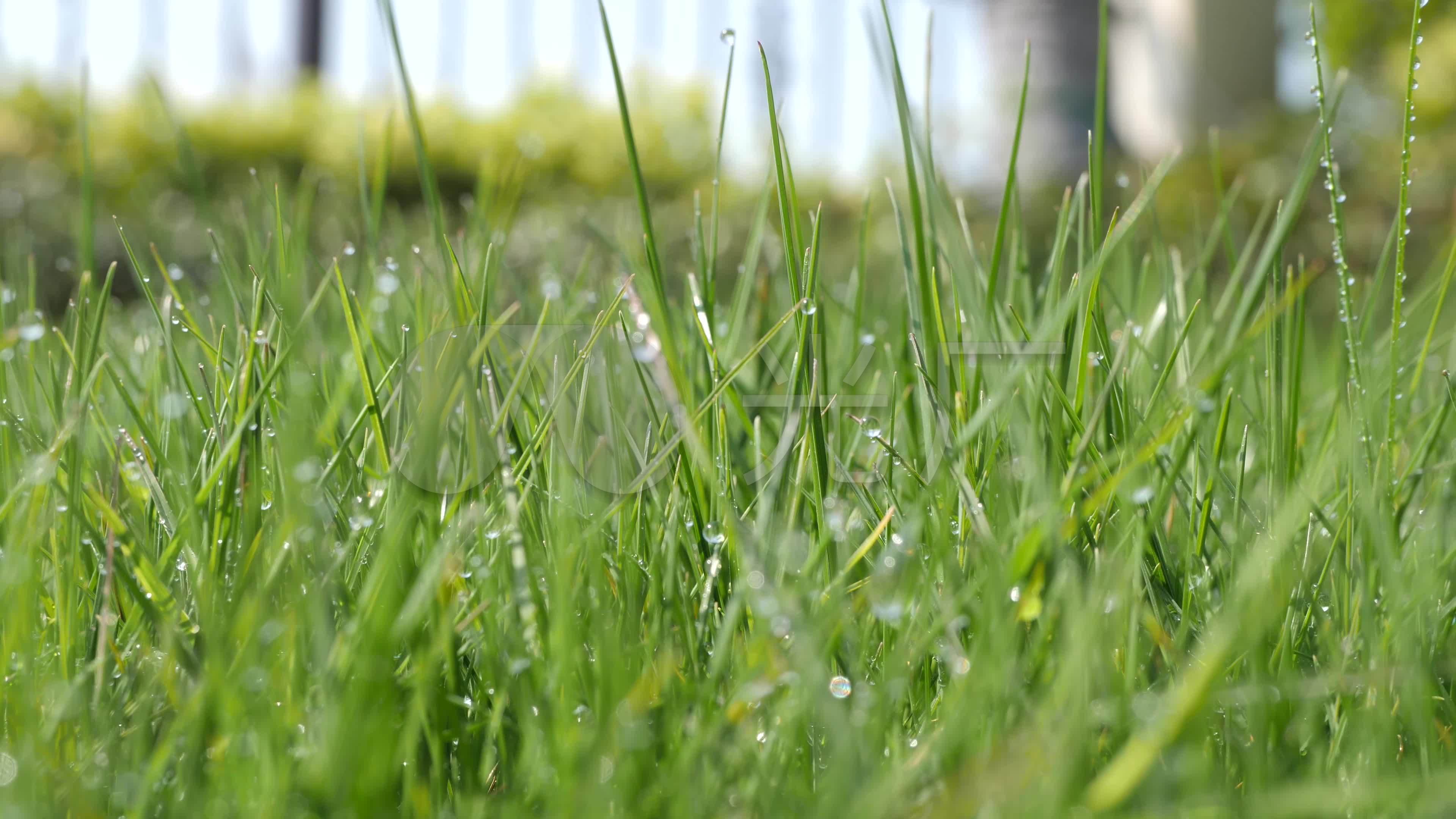 雨后小草_1920X1080_高清视频素材下载(编号:7905002)_实拍视频_光厂(VJ师网) www.vjshi.com