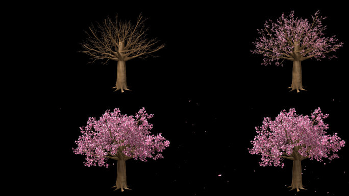 唯美桃花树生长-带透明通道