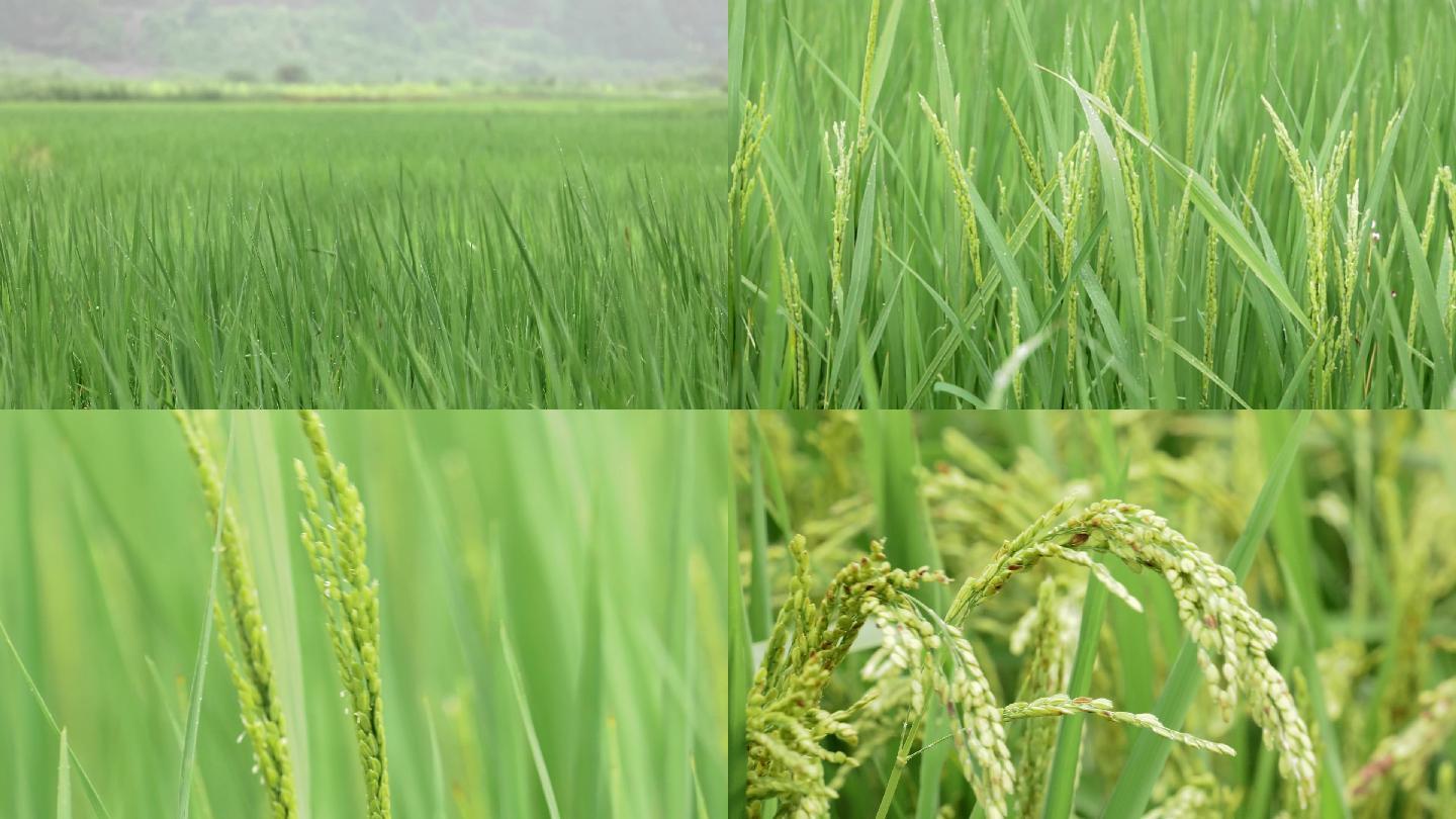 水稻抽穗 稻穗 稻田 禾苗 有机农业