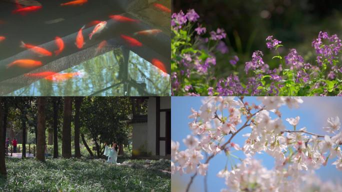 杭州西湖旅行花港观鱼樱花鸳鸯唯美浪漫