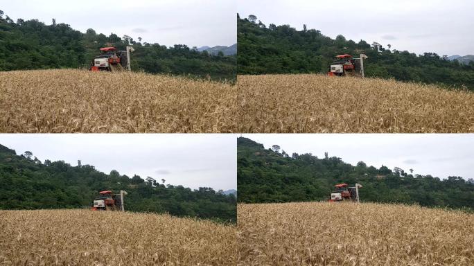 陇南成县丰收季节，成熟小麦收割！