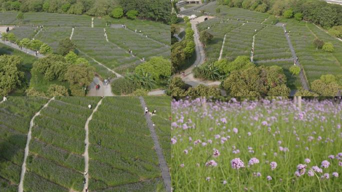 马鞭草湿地公园花开航拍