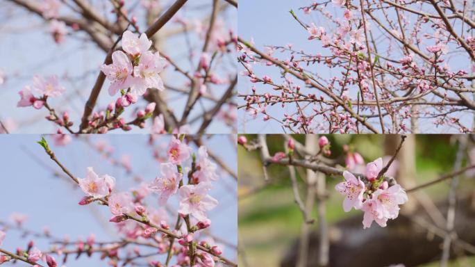 【4K】春季一组桃花