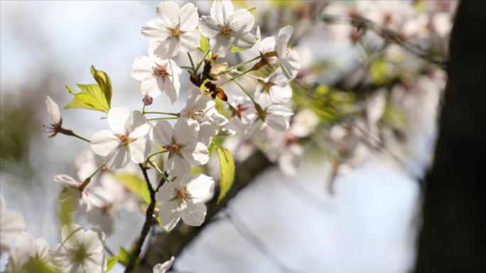 【4K视频】春天樱花盛开与蜜蜂