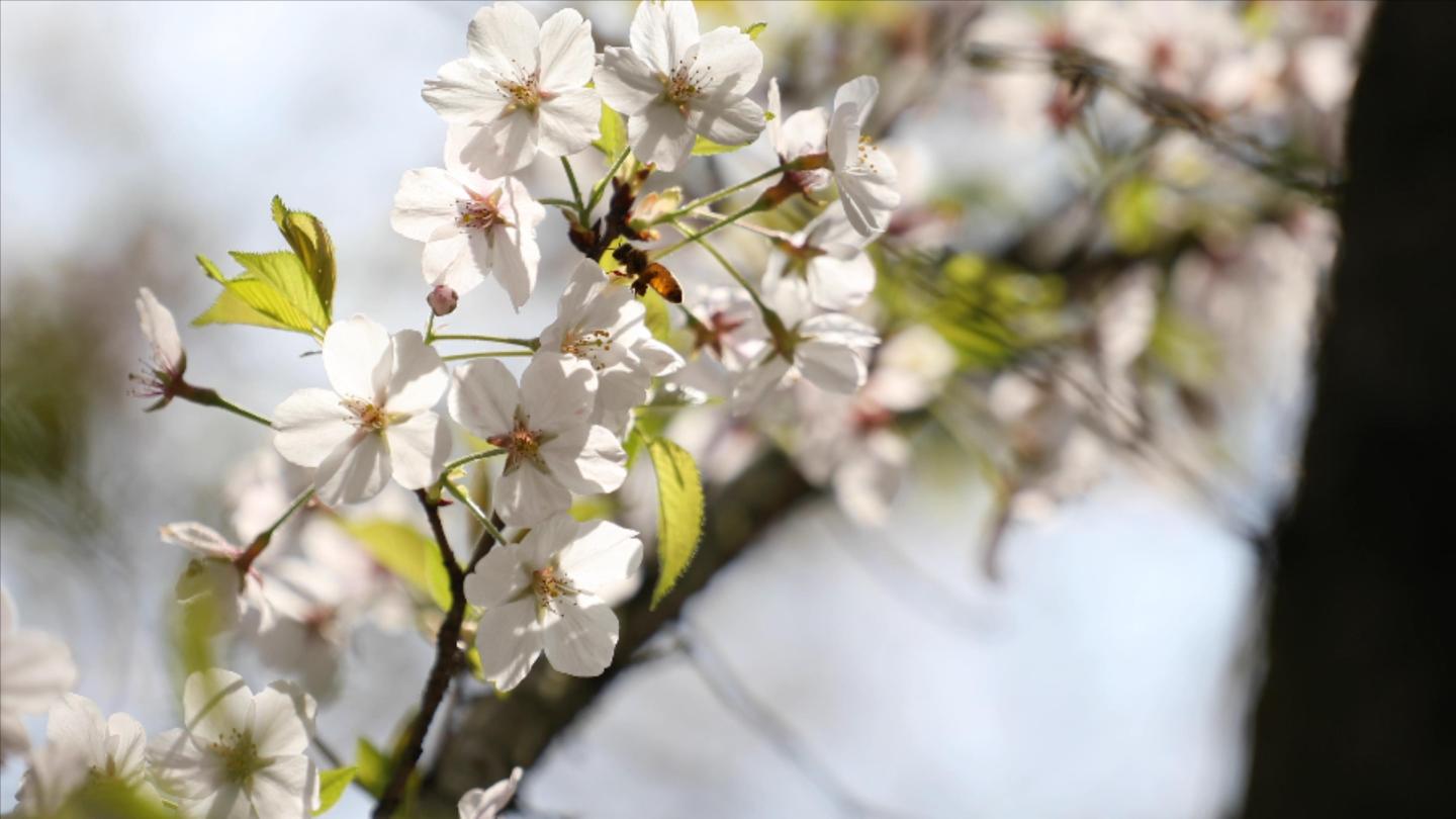 【4K视频】春天樱花盛开与蜜蜂