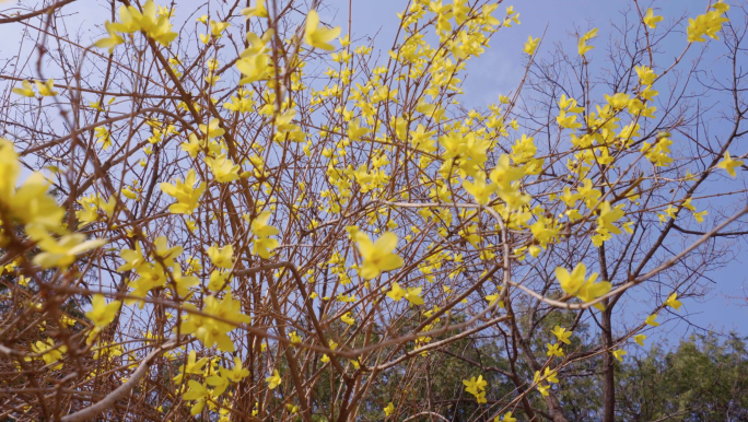 4K春天连翘花开-春风山谷花开