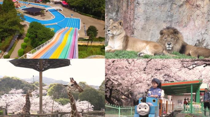 大阪游乐园动物园旅行视频素材