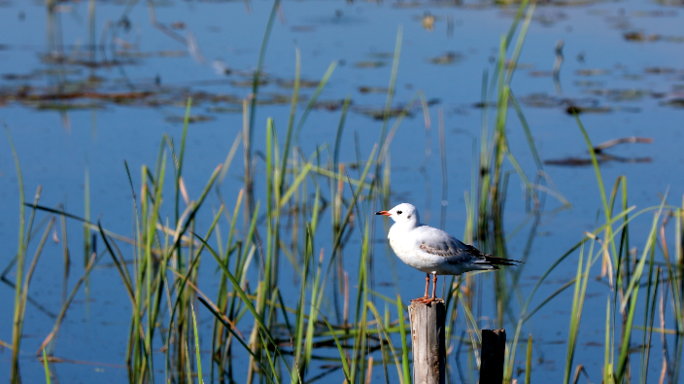 滇池湿地水鸟4K