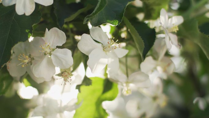 4K樱花白色鲜花阳光明媚