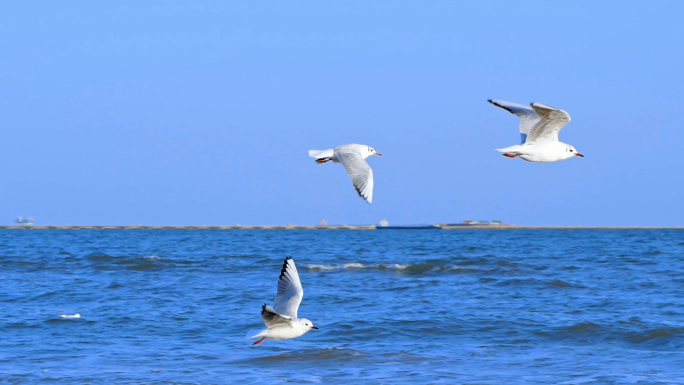 海上飞翔的海鸥慢动作