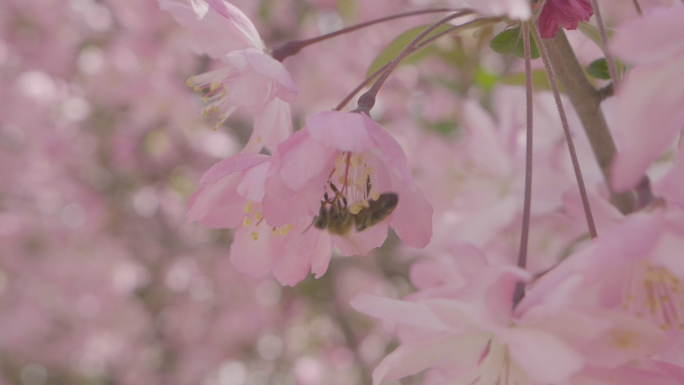 蜜蜂采蜜视频
