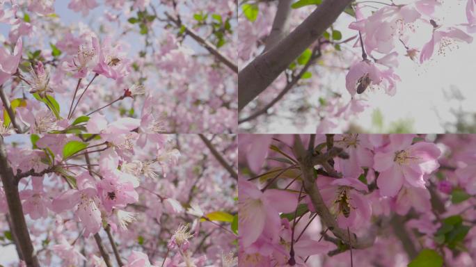 蜜蜂采蜜视频