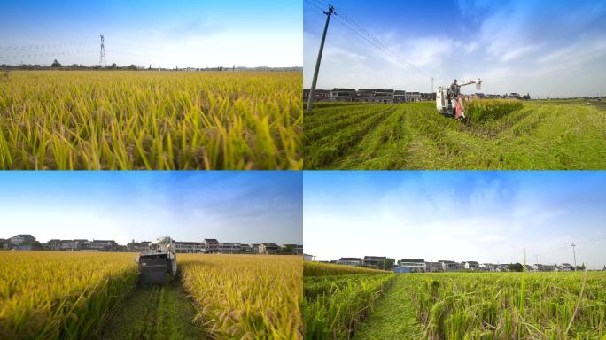 丰收水稻收割收割机稻穗谷穗农民种粮大户农