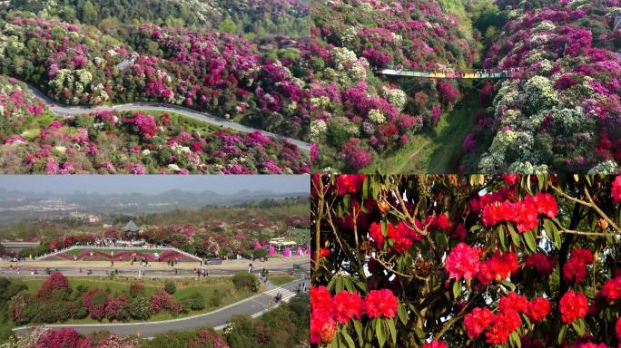 百里杜鹃花烂漫