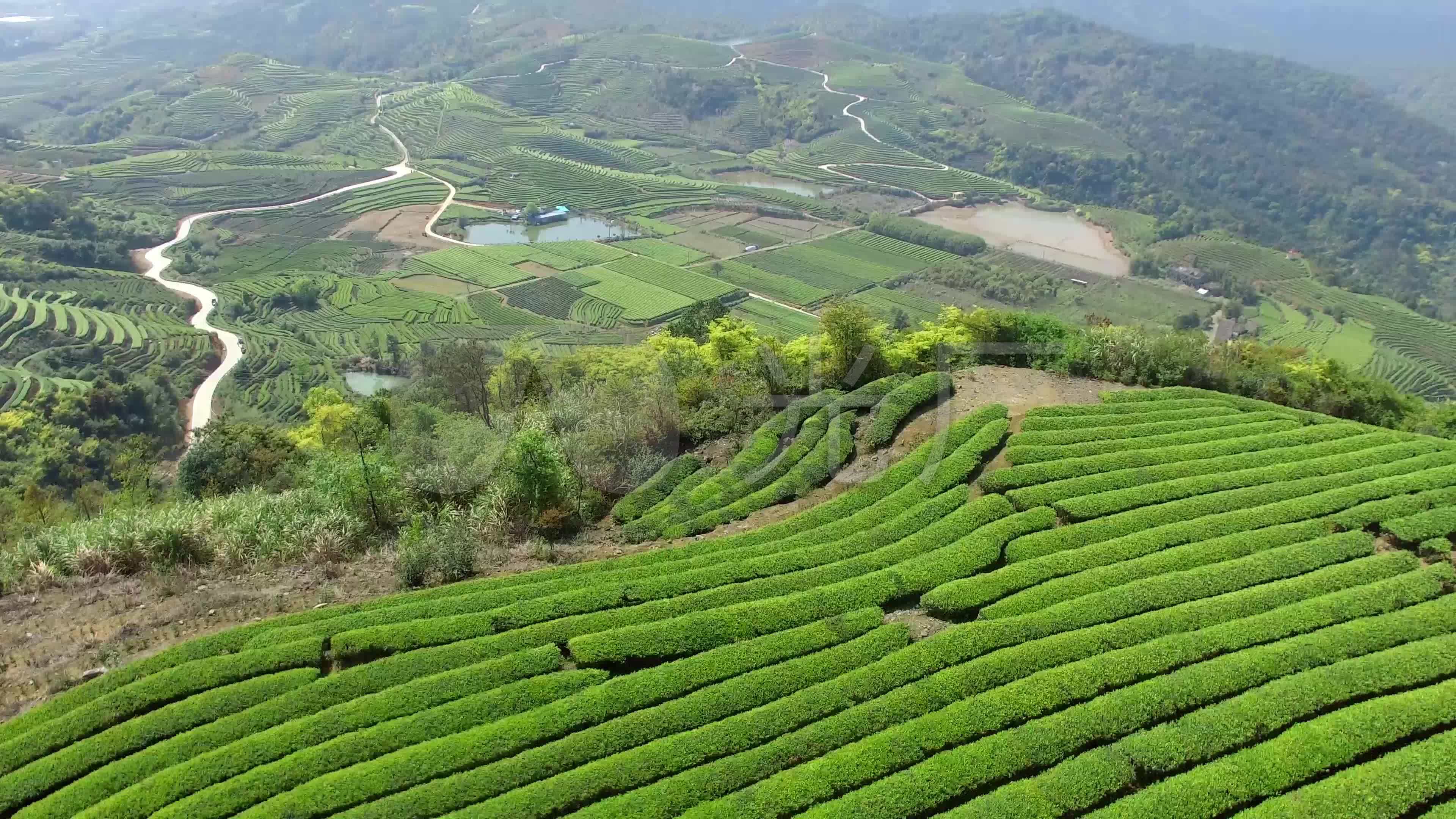 茶山 蓝天白云 房屋 4K高清风景壁纸 4K手机壁纸_图片编号329617-壁纸网