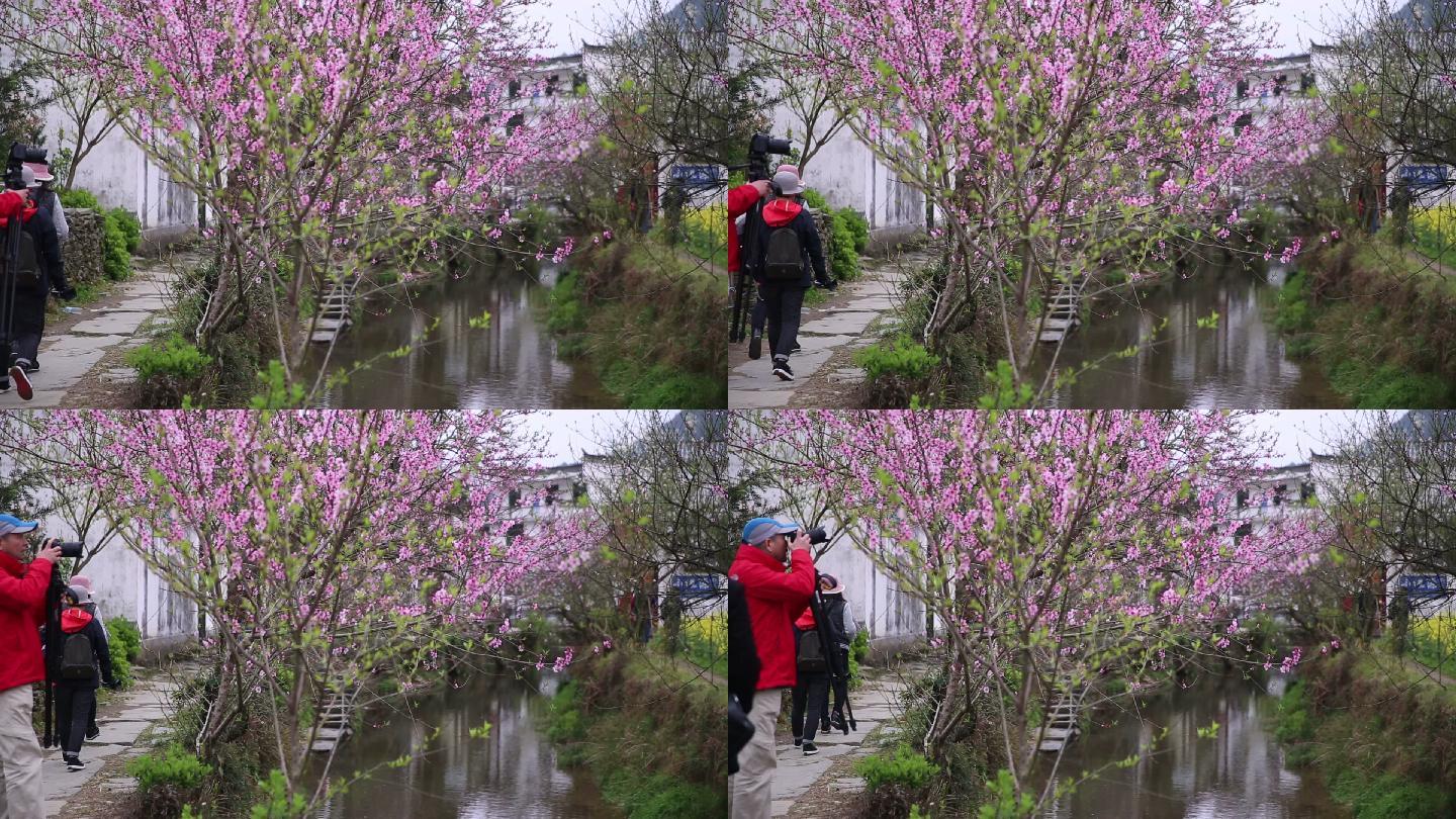 摄影师在桃花树下拍摄