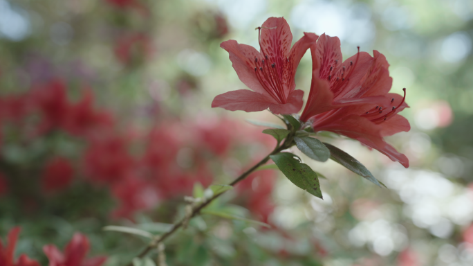 【4K】杜鹃花素材，红色马缨花素材（一）