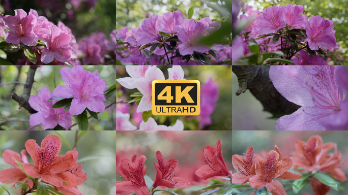 【4K】杜鹃花广告素材，马缨花特写