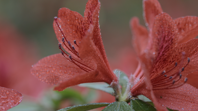 【4K】杜鹃花广告素材，马缨花特写