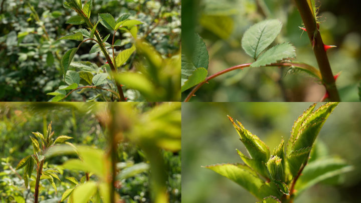 春天野蔷薇 刺玫 木本植物嫩芽微距特写 3840x2160 高清视频素材下载 编号 实拍视频 Vj师网www Vjshi Com 春天野蔷薇 刺玫 木本植物嫩芽微距特写 3840x2160 高清视频素材下载 编号 实拍视频 Vj师网www Vjshi Com