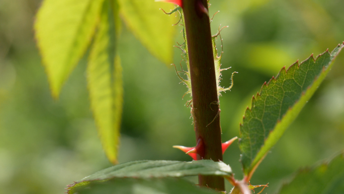 野蔷薇 刺玫 木本植物嫩芽