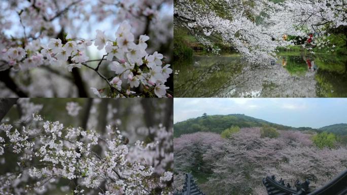 樱花如雪降江南