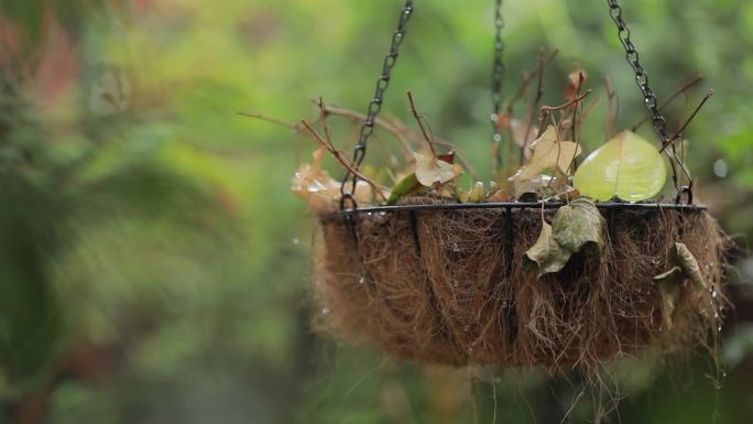 院子植物