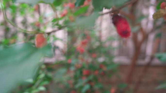 春天满树的红桑葚实拍4k素材