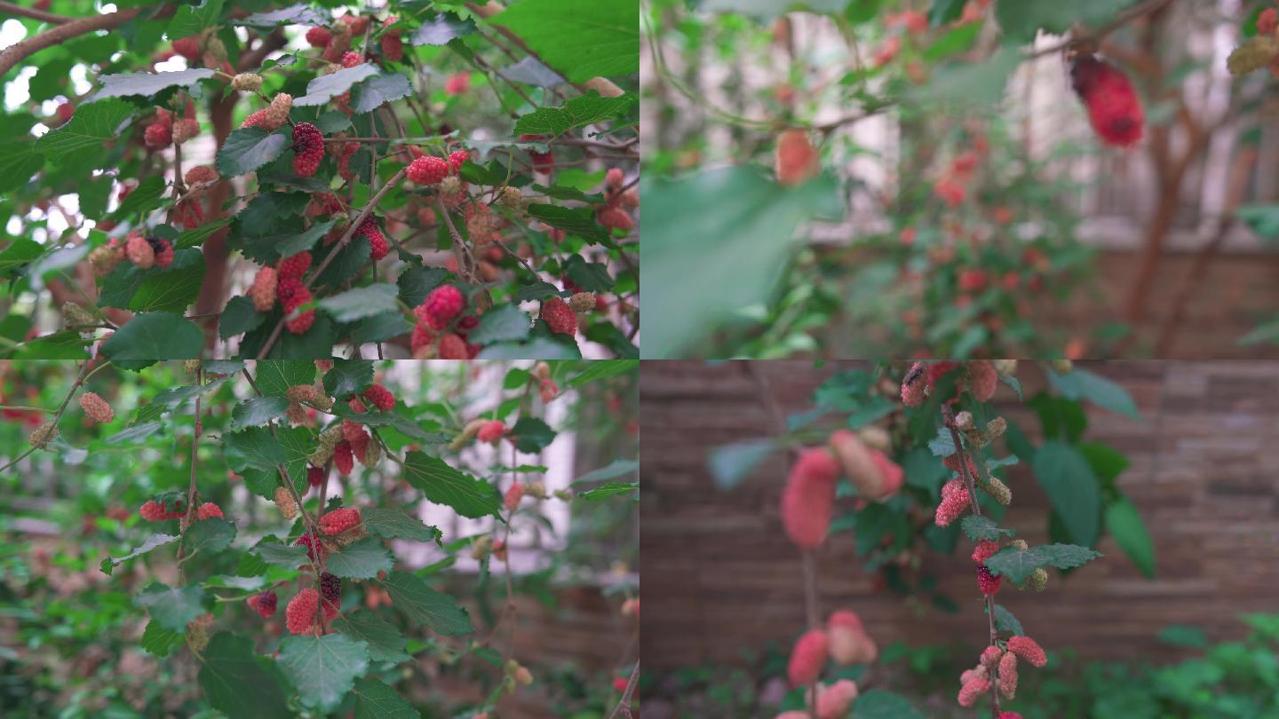 春天满树的红桑葚实拍4k素材