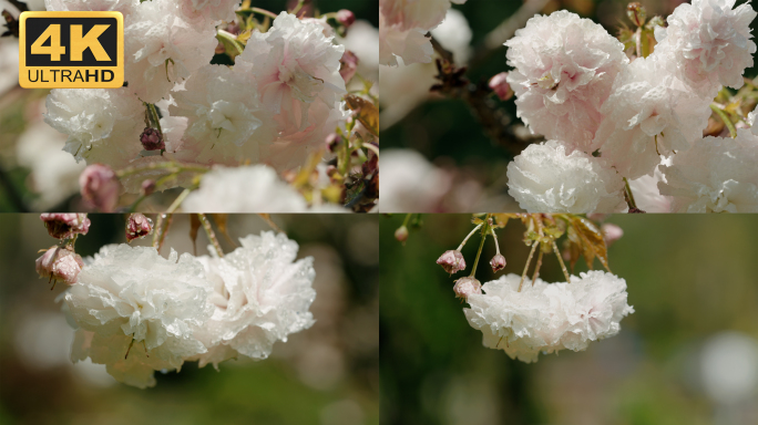 【4K】雨打樱花，樱花广告素材（二）