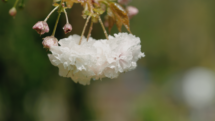 【4K】雨打樱花，樱花广告素材（二）