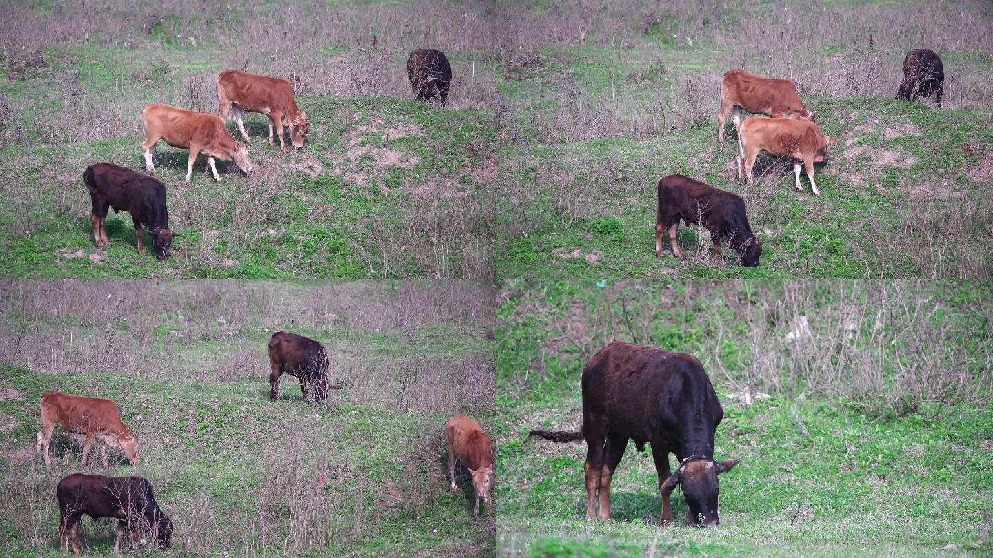 草地上吃草的黄牛群特写