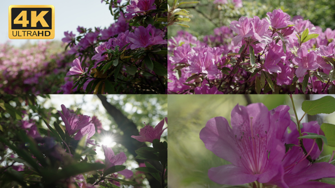 【4K】杜鹃花素材，紫色马缨花素材（一）