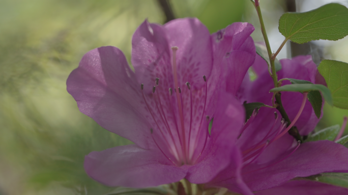 【4K】杜鹃花素材，紫色马缨花素材（一）