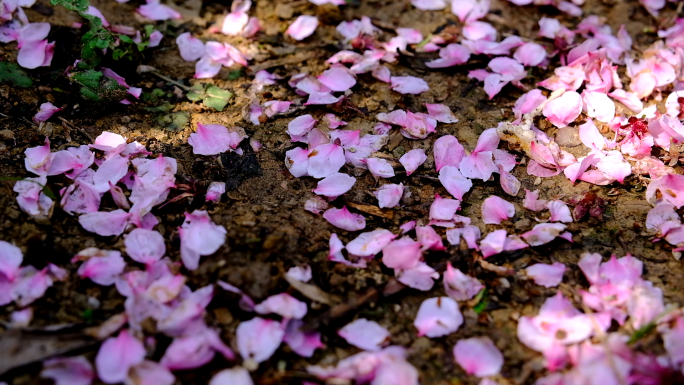 落地桃花花瓣