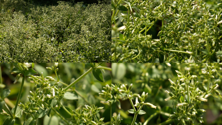 粘毛卷耳_婆婆指甲菜_野菜中草药材